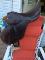 Selle classique a vendre 