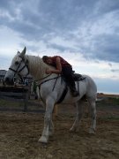 DEMI-PENSION Jument Percheron