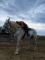 DEMI-PENSION Jument Percheron
