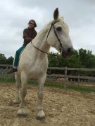 DEMI-PENSION Jument Percheron