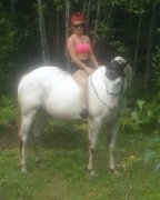 demi pension sur cheval paint à ne pas manquer 