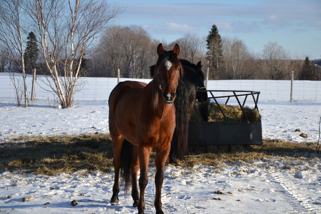 Cheval à vendre