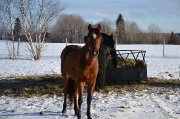 Cheval à vendre