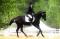 Cours d'équitation classique (dressage)