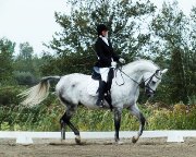Cours d'équitation classique (dressage)