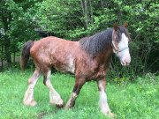 Clydesdale 10 ans etalon