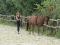 Cours d'équitation par coach certifiée 