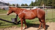 Cheval guilding Quarter Horse 11 ans (Estrie)