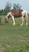 Superbe Paint percheron disponible tier ou demi pension 