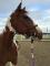 Superbe Paint percheron disponible tier ou demi...