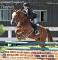 Medium poney chasseur/sauter