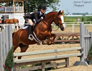 Medium poney chasseur/sauter