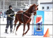 jument americain saddlebred pur sang