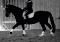 Jument schoolmaster demi pension RIVE NORD 