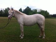Jument welsh cob croisée à vendre -Dressage/Saut/Randonnée