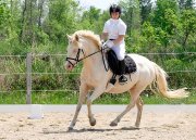 Jument welsh cob croisée à vendre -Dressage/Saut/Randonnée
