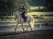 Jument welsh cob croisée à vendre...