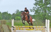 Thoroughbred a Donner