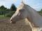 pouliche quarter horse enr.