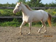 pouliche quarter horse enr.