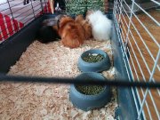 Cochon dinde a vendre