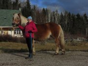 Cheval Haflinger pur sang enregistré