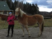 Cheval Haflinger pur sang enregistré