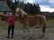 Cheval Haflinger pur sang enregistré