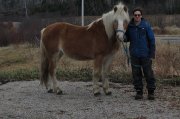 Cheval Haflinger pur sang enregistré