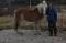 Cheval Haflinger pur sang enregistré