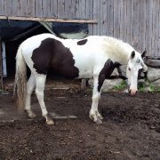 Demi-Pension Warmblood 