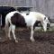 Demi-Pension Warmblood 