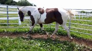 Demi-Pension Warmblood 