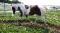Demi-Pension Warmblood 