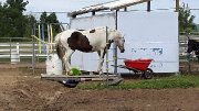 Demi-Pension Warmblood 