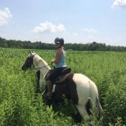 Demi-Pension Warmblood 