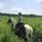 Demi-Pension Warmblood 