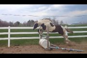 Demi-Pension Warmblood 