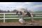 Demi-Pension Warmblood 