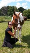 Entraînement pour chevaux et poulains