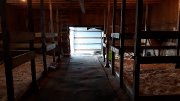 Entraînement pour chevaux et poulains