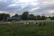 Entraînement pour chevaux et poulains