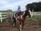 Cours d'équitation