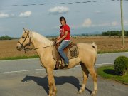 Guilding palomino de compagnie