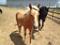 Belle Pouliche palomino à vendre 