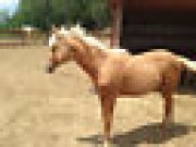 Belle Pouliche palomino à vendre 