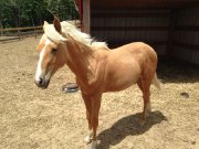 Belle Pouliche palomino à vendre 