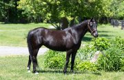 SMALL PONY DE 5 ANS - POTENTIEL POUR LE RAWF