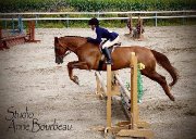 J'offre mes services d'entraînement de chevaux!