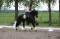 Pension pour chevaux Rive-Sud de Montréal